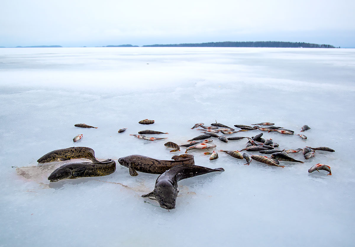 Рыбалка на озерах онежского озера. Рыбы Онежского озера. Орлинское озеро. Рыбалка в Карелии на Онежском озере. Орлинское озеро Ленинградская область рыбалка.