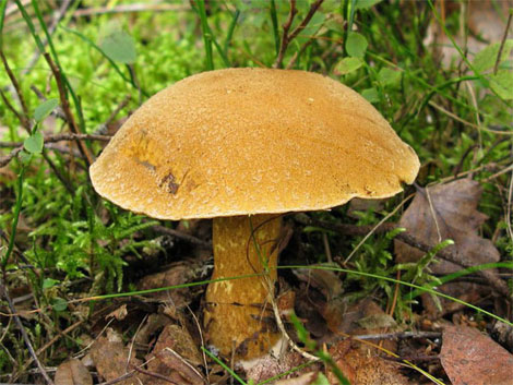 Маринованные грибы: белые, моховики , пошаговый рецепт на ккал, фото, ингредиенты - vicky
