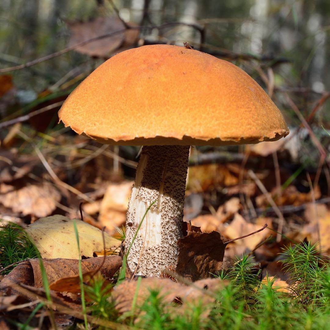 Осиновик гриб фото