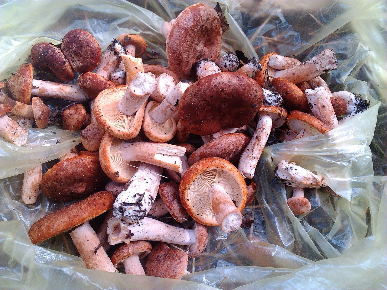 Горькушки грибы