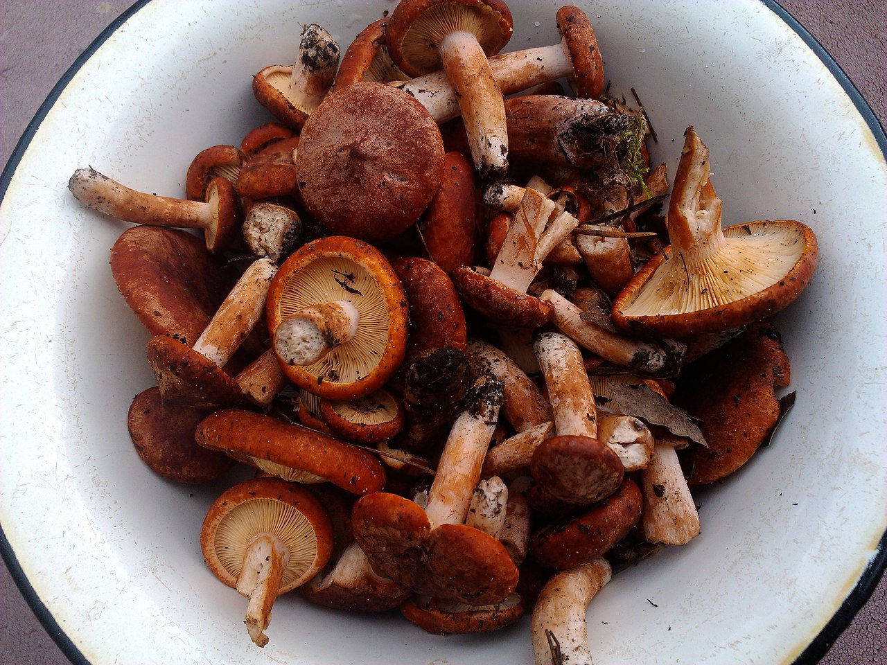 Горькушки грибы съедобные