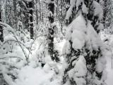 Карельски лес заметен снегом. Но толщина снежного покрова позволяет ходить и без лыж.