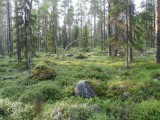 Камни и сосны - Карельский лес