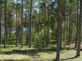 Карельский хвойный лес