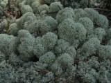 мох в Карельском лесу