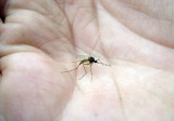 ручной комар