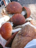 Карельские грибы