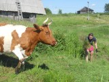 Корова в деревне Киндасово