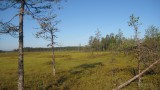 Карельские леса и болота