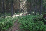 Черничник в еловом лесу