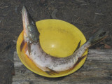 Свежая рыба на жарёху или уху