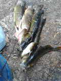 Неплохой улов на рыбалке в Карелии