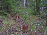 Грибы боровики в Карельском лесу