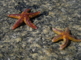 Морские звезды Белого моря в Карелии