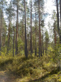 Сосновый лес в Карелии