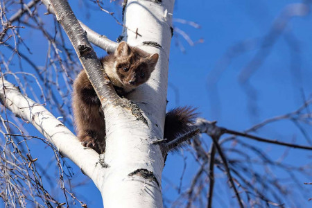 %C3%EE%F1%F2%FC%FF%20%E8%E7%20%EB%E5%F1%E0%20%EF%F0%E8%F1%EC%E0%F2%F0%E8%E2%E0%E5%F2%20%E3%EE%F0%EE%E4%F1%EA%F3%FE%20%EA%E2%E0%F0%F2%E8%F0%EA%F3%20%E8%EB%E8%20%EF%EE%F5%EE%E6%E4%E5%ED%E8%FF%20%EA%F3%ED%E8%F6%FB%20%EF%EE%20%CF%E5%F2%F0%EE%E7%E0%E2%EE%E4%F1%EA%F3.