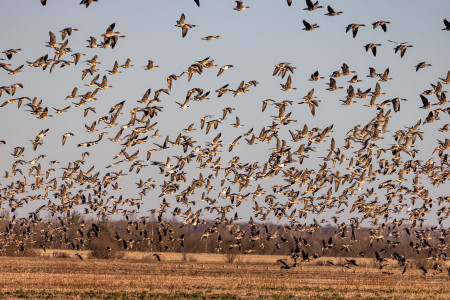 %CE%EB%EE%ED%E8%FF%20%97%20%ED%E0%F8%E5%20%EE%F0%ED%E8%F2%EE%EB%EE%E3%E8%F7%E5%F1%EA%EE%E5%20%E1%EE%E3%E0%F2%F1%F2%E2%EE%21